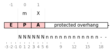 ../../_images/itp_schematic_2codons.png
